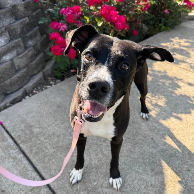 An adult small-sized male Black Mixed Breed dog named Mick Coming Soon! for adoption in Naperville, IL