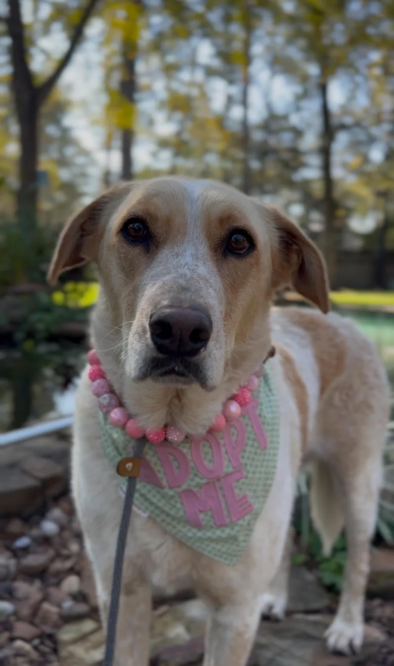 Sadie  Sweet Canine thumbnail 2