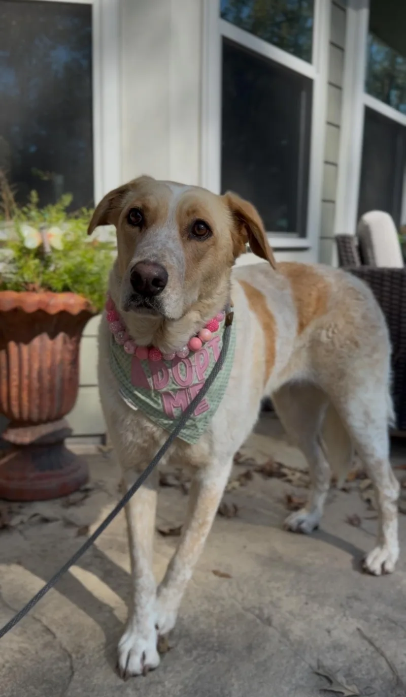 Sadie  Sweet Canine thumbnail 4