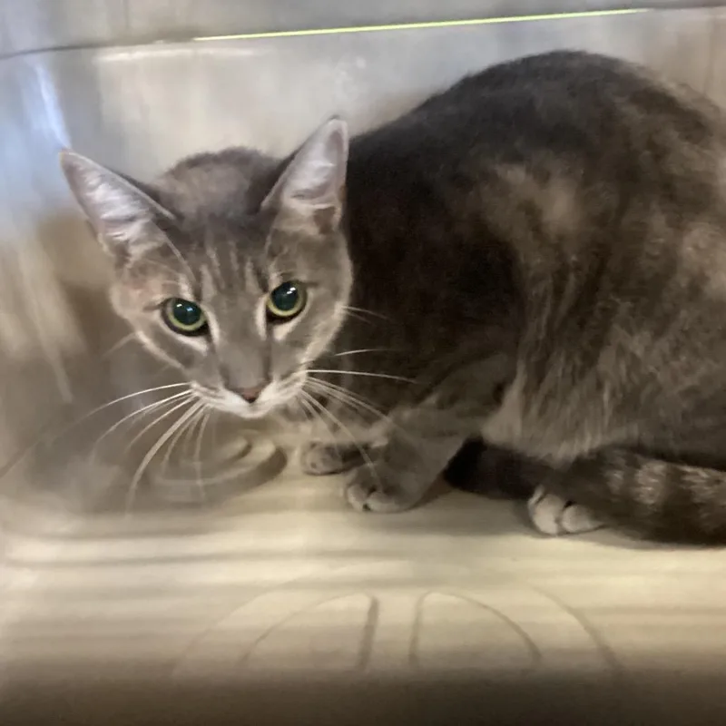 An adult large-sized male Domestic Short Hair cat named Rooster for adoption in Montgomery, AL
