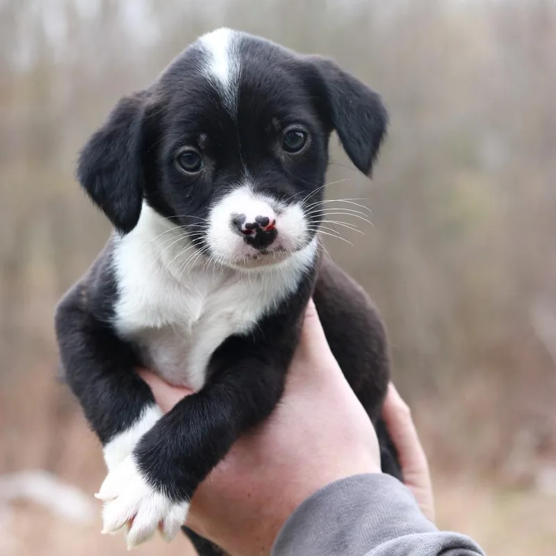 A baby medium-sized male Black Shepherd dog named Ct Jaguar Avail Apr for adoption in Eastford, CT