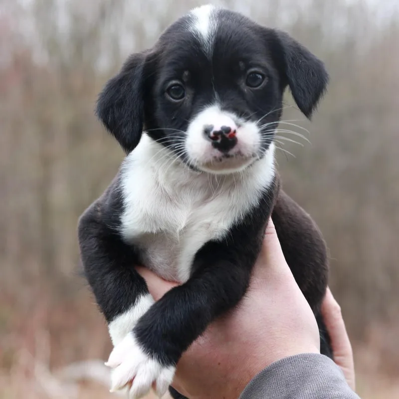 Ct Jaguar Avail Apr thumbnail 2