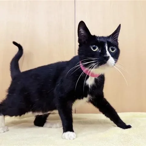 An adult medium-sized female Black Domestic Medium Hair cat named Lilly for adoption in Saint Louis, MO
