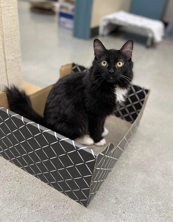 A young medium-sized male Black & White / Tuxedo Tuxedo cat named Apollo for adoption in New Rochelle, NY