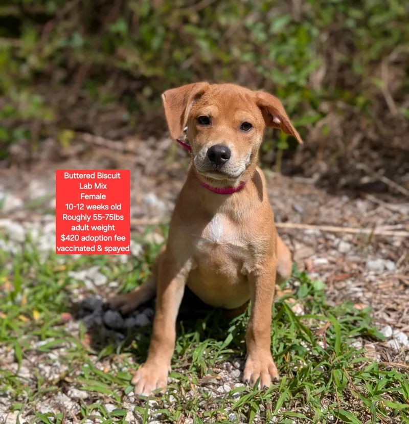 A baby large-sized female Labrador Retriever dog named Buttered Biscuit for adoption in Oviedo, FL