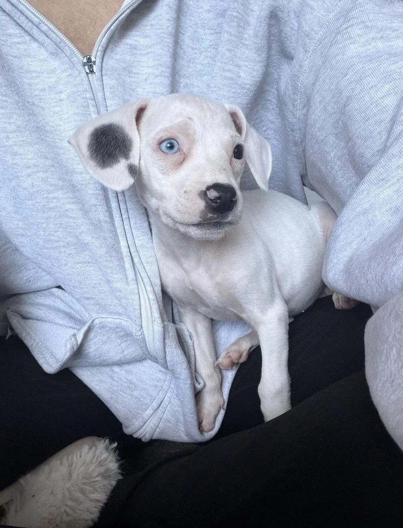 A baby medium-sized female Beagle dog named Snow for adoption in Bothell, WA