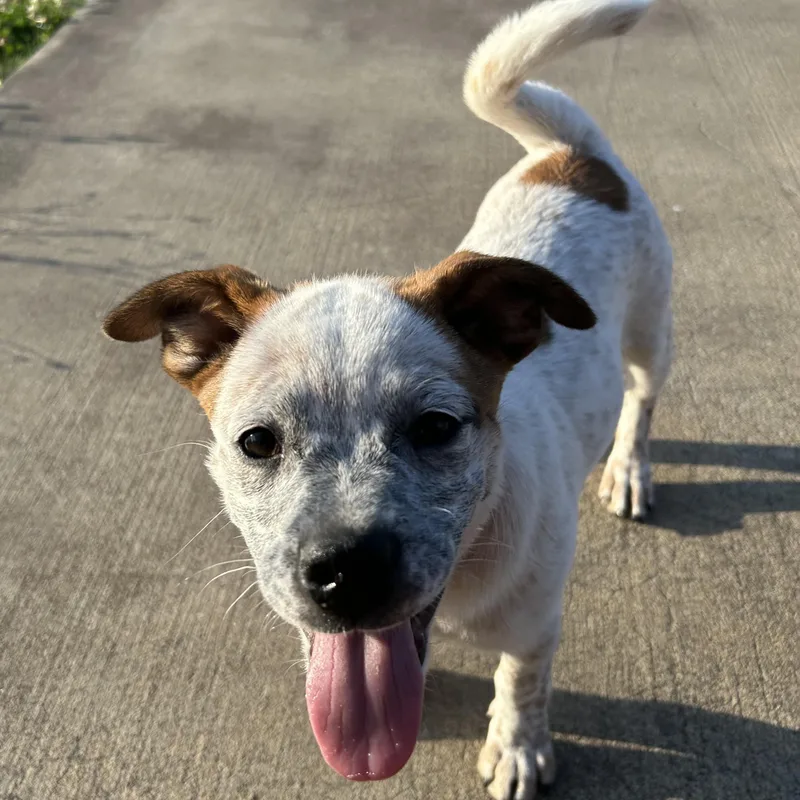 A baby medium-sized female Bicolor Mixed Breed dog named Cream for adoption in Salem, OR