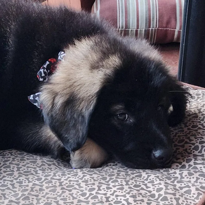 A baby medium-sized female Black Shepherd dog named Tina Turner for adoption in Joliet, IL