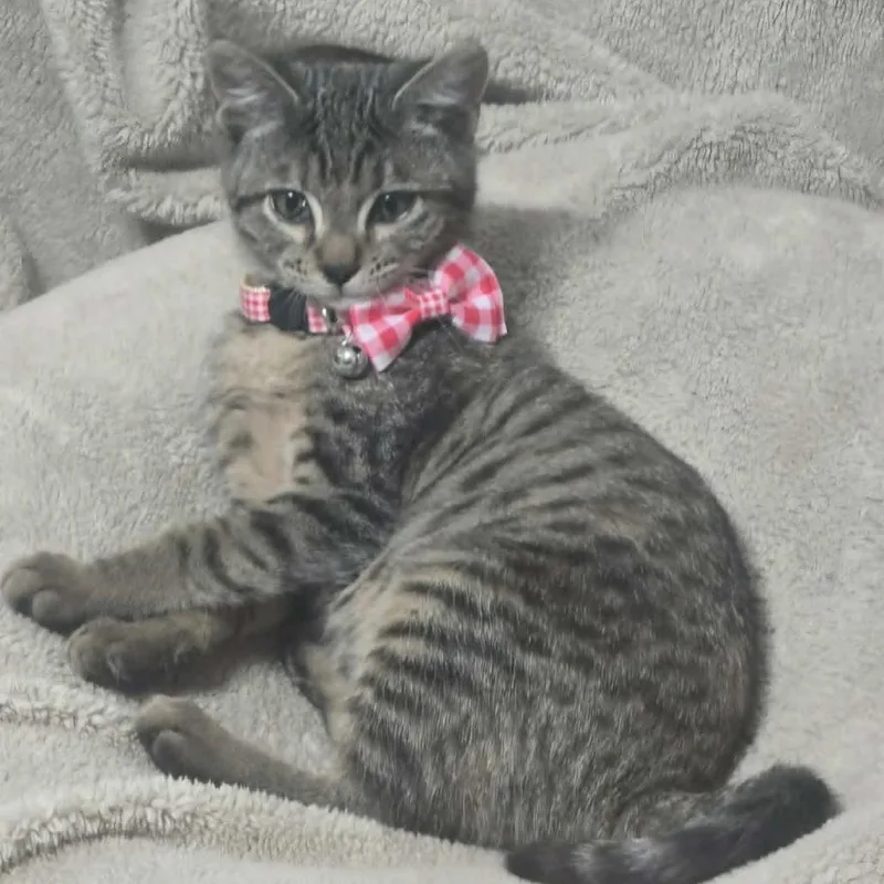 A baby small-sized female Black Domestic Short Hair cat named Baby Violet for adoption in Meridian, ID