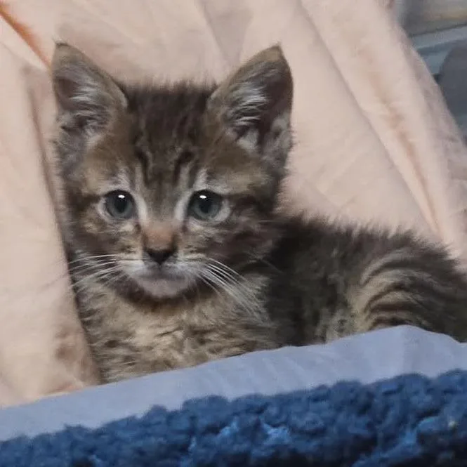 Baby Violet thumbnail 2