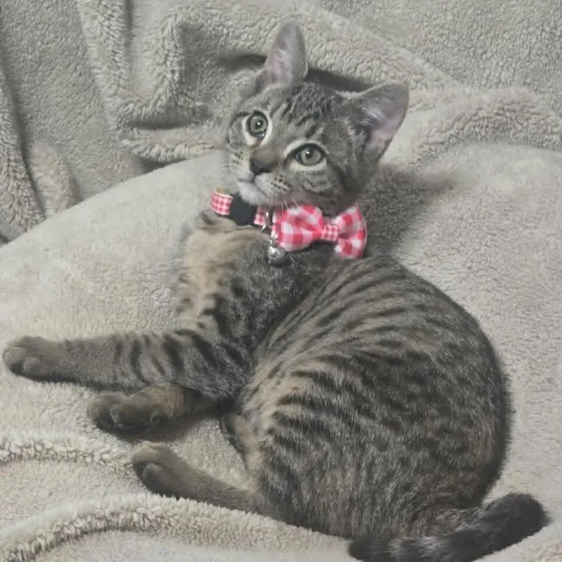 Baby Violet thumbnail 3