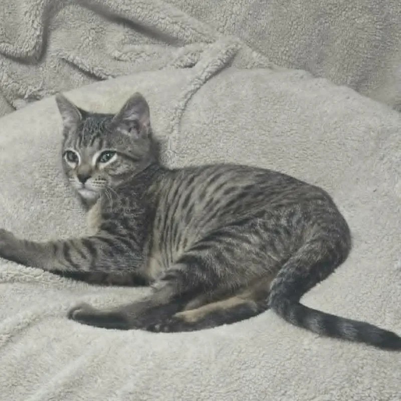 Baby Violet thumbnail 4