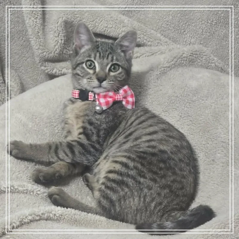 Baby Violet thumbnail 5