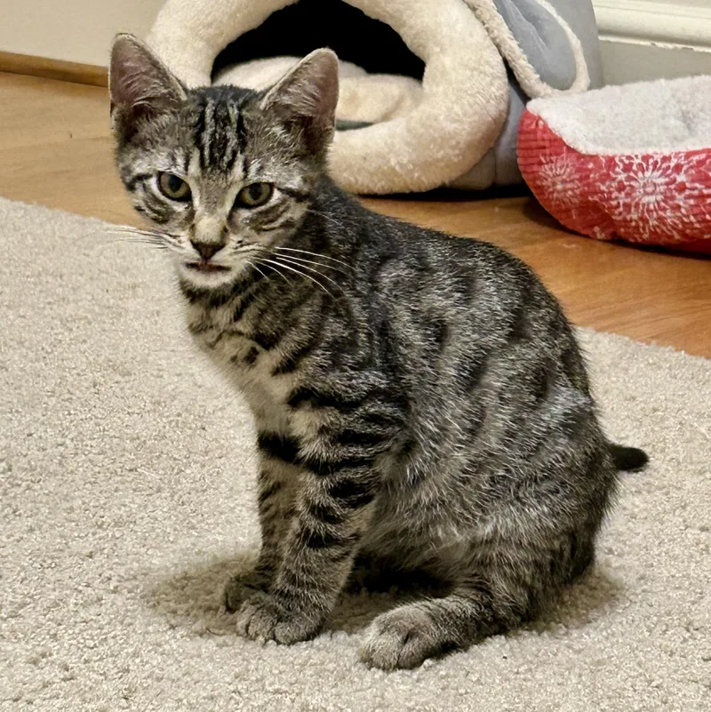 A baby small-sized male Tabby (Gray / Blue / Silver) Domestic Short Hair cat named Kevin for adoption in Richmond, VA