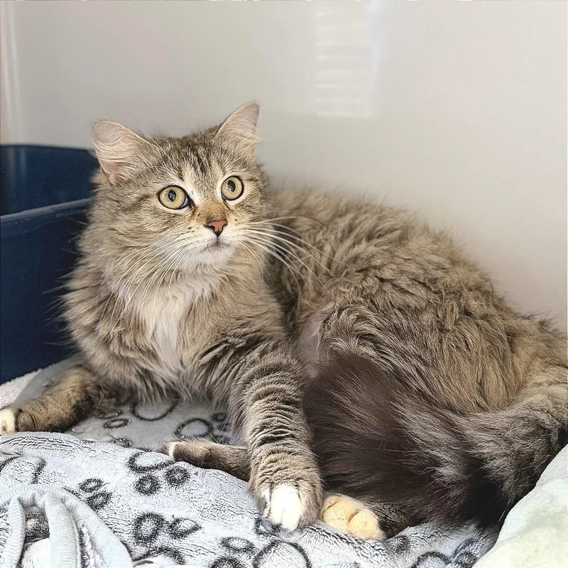 An adult medium-sized female Gray / Blue / Silver Domestic Long Hair cat named Rebecca Welton for adoption in Greensboro, GA
