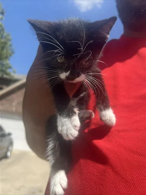 A baby small-sized male Domestic Short Hair cat named Cyrus for adoption in San Antonio, TX