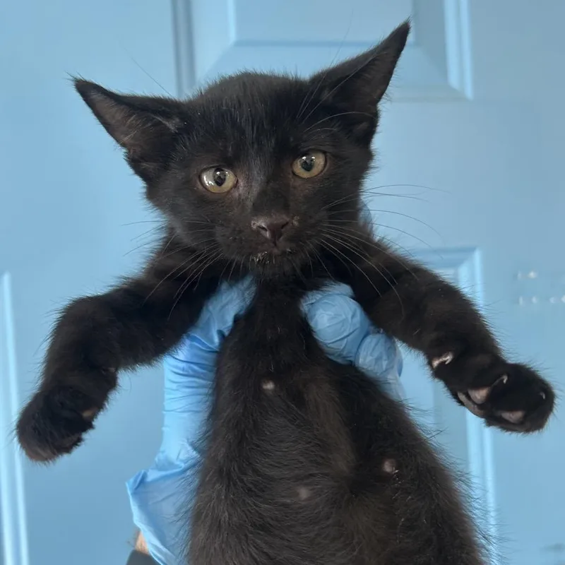 A baby small-sized male Black Domestic Short Hair cat named Courier 'Jinx Monsoon' Roswell for adoption in Denver, CO