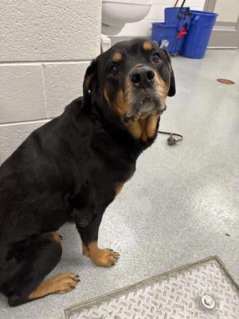 An adult medium-sized female Rottweiler dog named Nabit for adoption in Indianapolis, IN