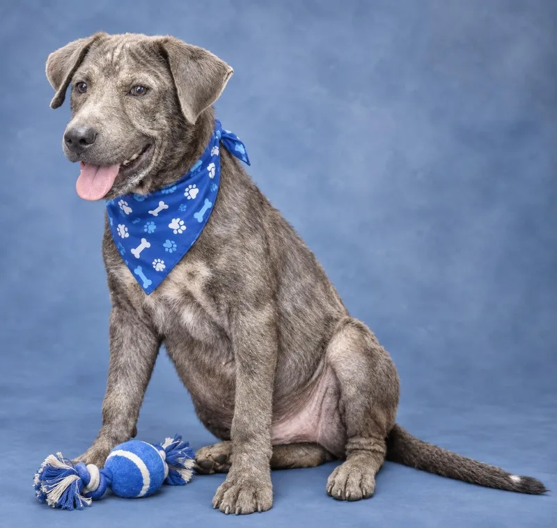 A young medium-sized male Labrador Retriever dog named Petey for adoption in Manchester, CT
