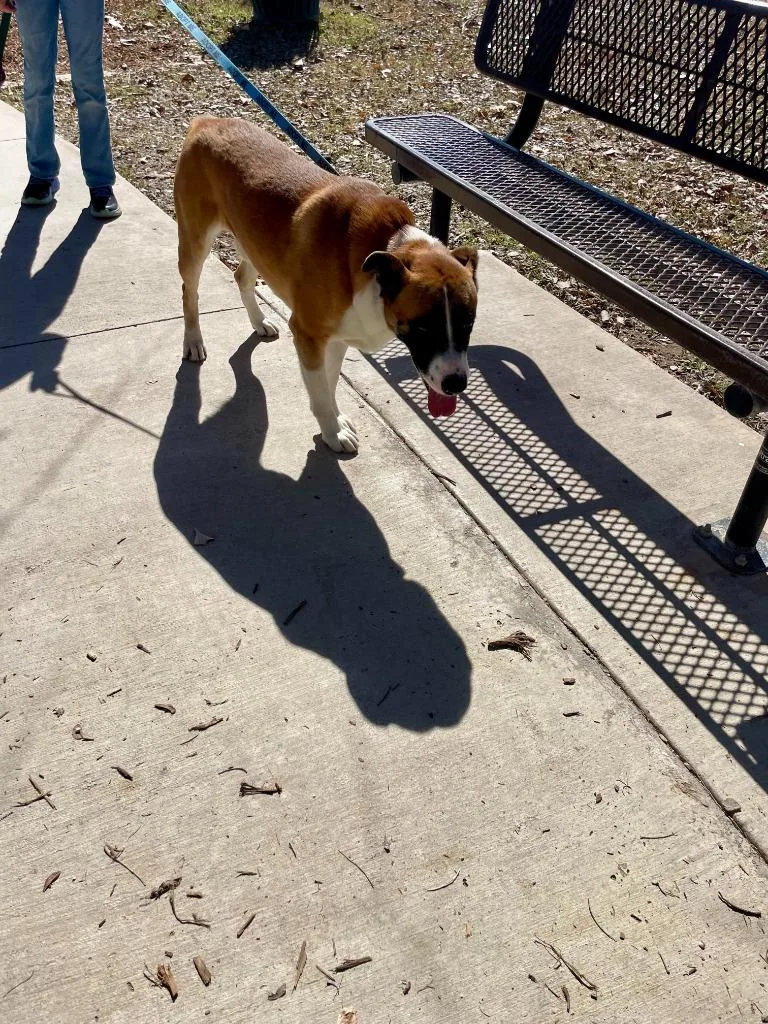 Ollie Boy thumbnail 2