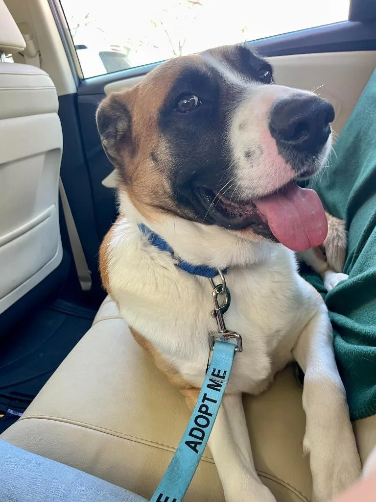 Ollie Boy thumbnail 3