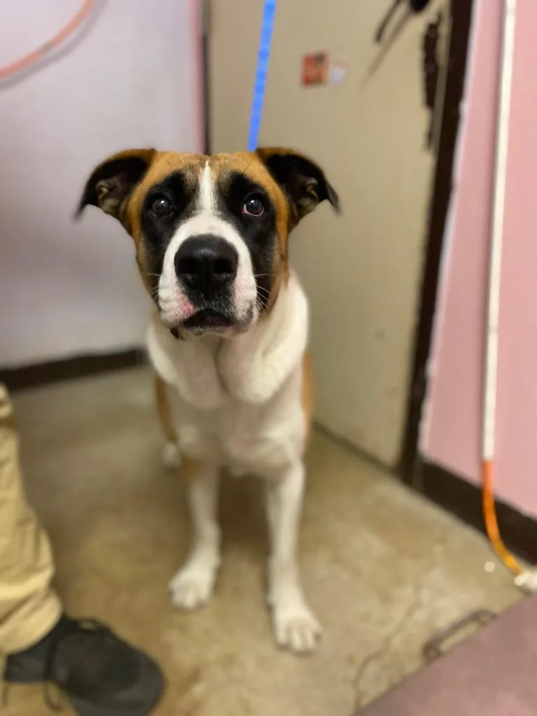 Ollie Boy thumbnail 4