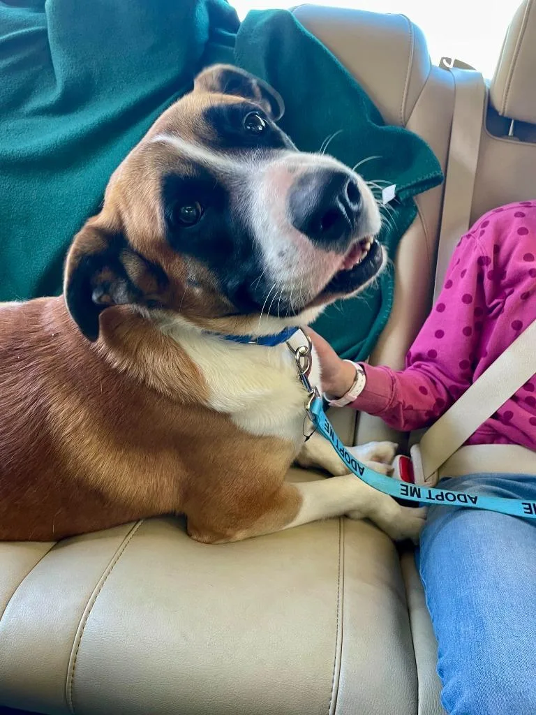 Ollie Boy thumbnail 5