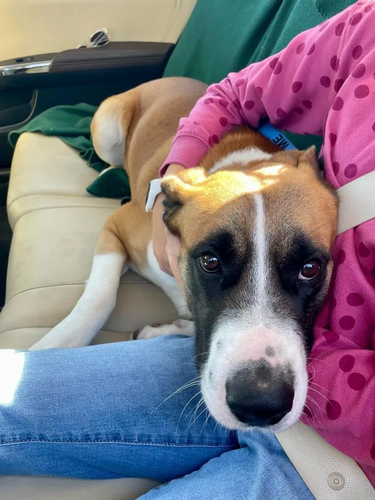 Ollie Boy thumbnail 6