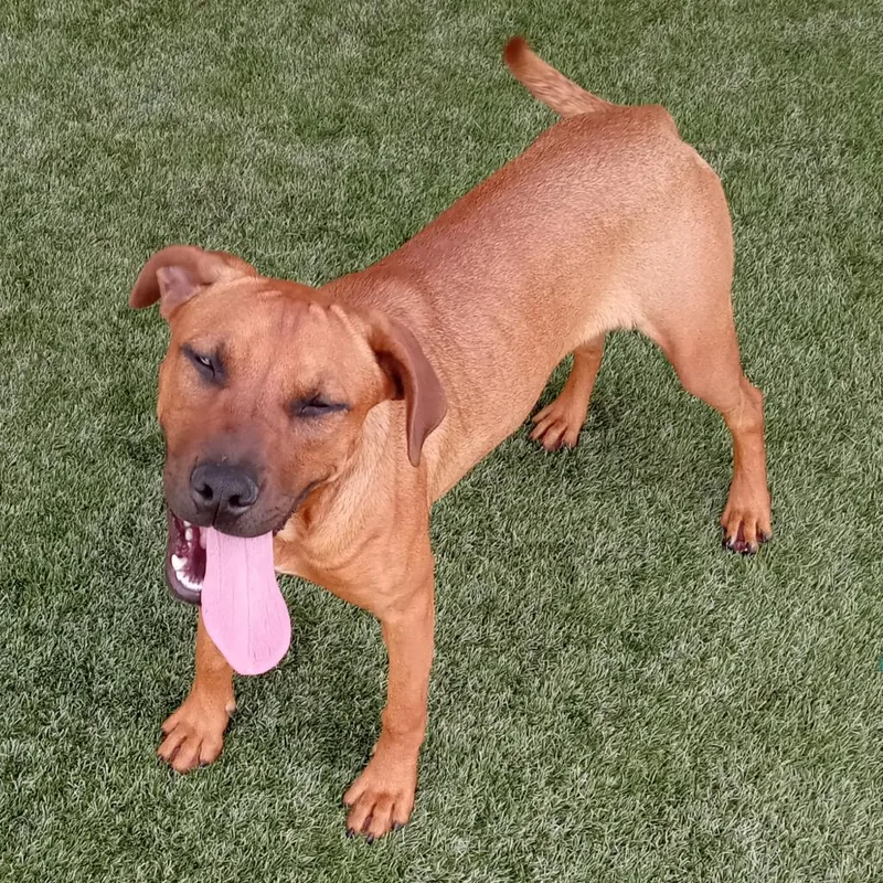 An adult large-sized female Brown / Chocolate Labrador Retriever dog named Abi for adoption in LOXAHATCHEE, FL