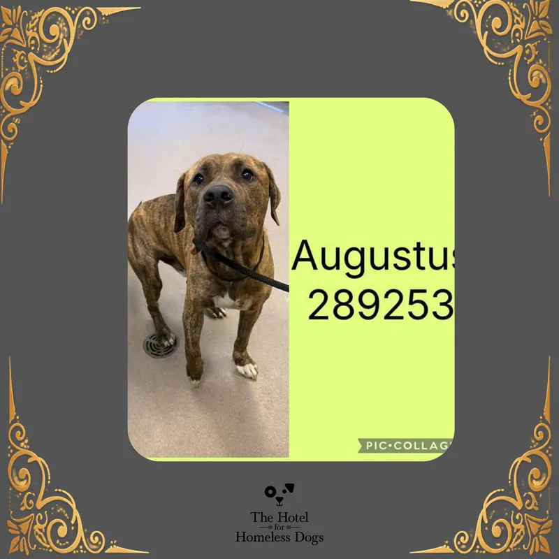 A young large-sized male American Staffordshire Terrier dog named Augustus for adoption in Cumberland, RI
