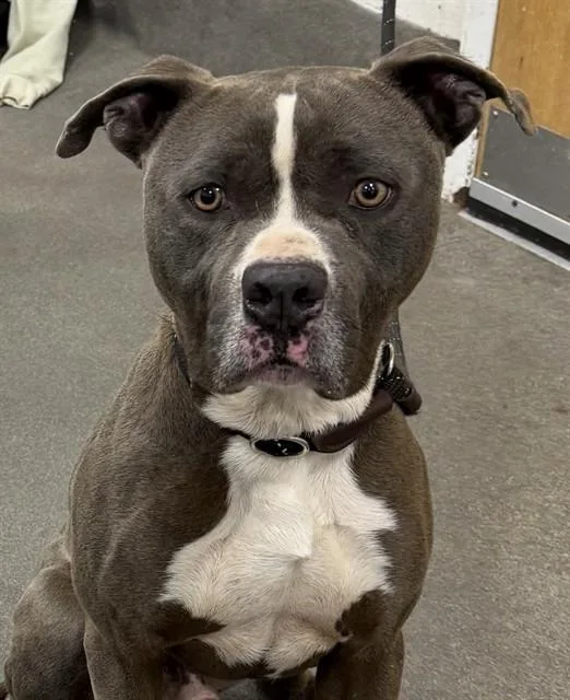 Cortez