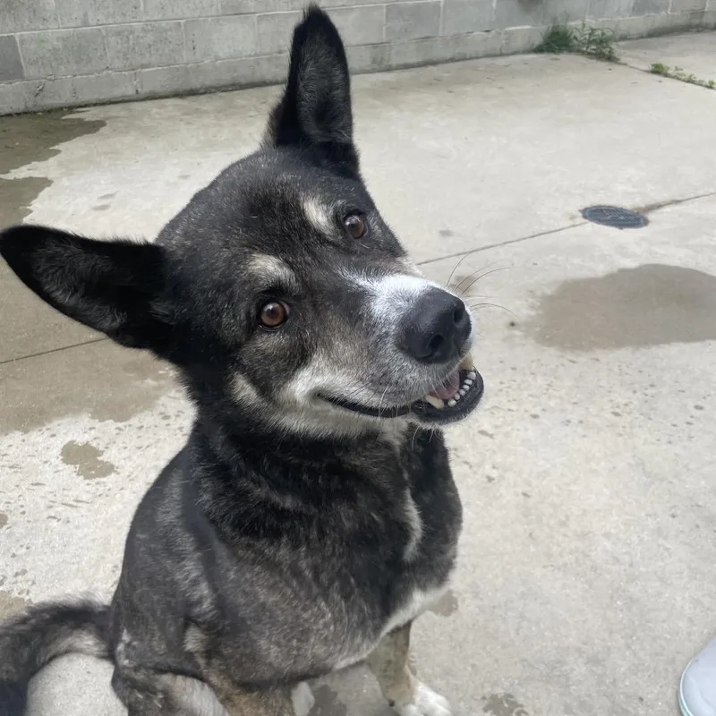 An adult large-sized male Black Alaskan Malamute dog named Benjamin for adoption in South Haven, MI
