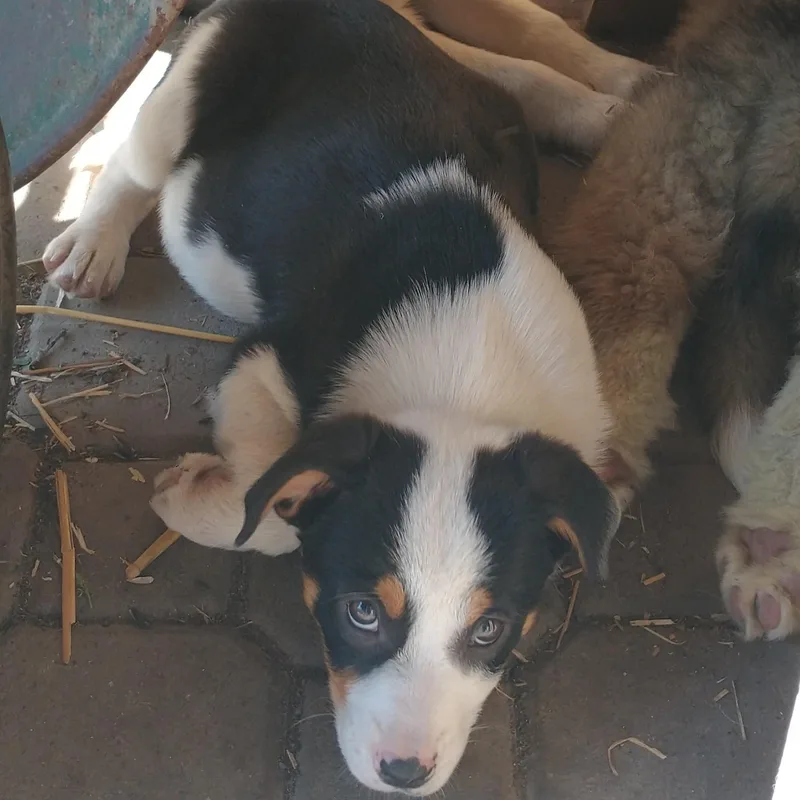 A baby medium-sized female Australian Shepherd dog named Tiny Dancer Aka She for adoption in Newport, WA