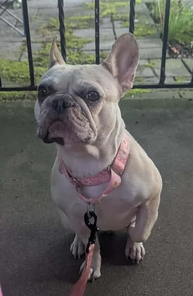 An adult small-sized female French Bulldog dog named Balenci for adoption in Franklinville, NJ