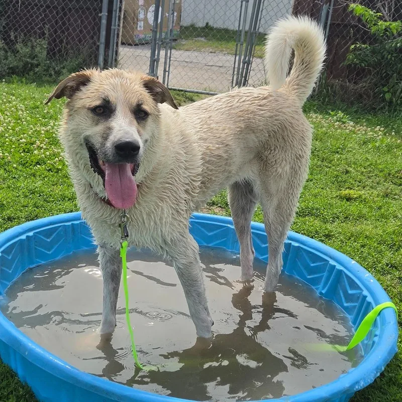 An adult large-sized female Anatolian Shepherd dog named Charlie for adoption in Tulsa, OK
