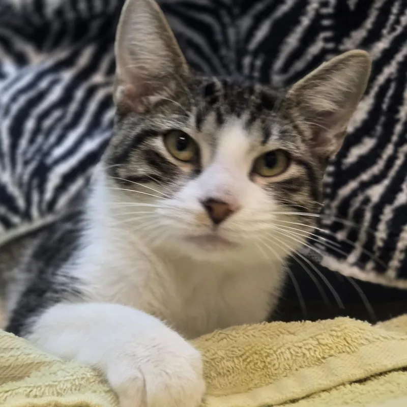 A baby small-sized male Black Domestic Short Hair cat named Lupini for adoption in Pittsburgh, PA
