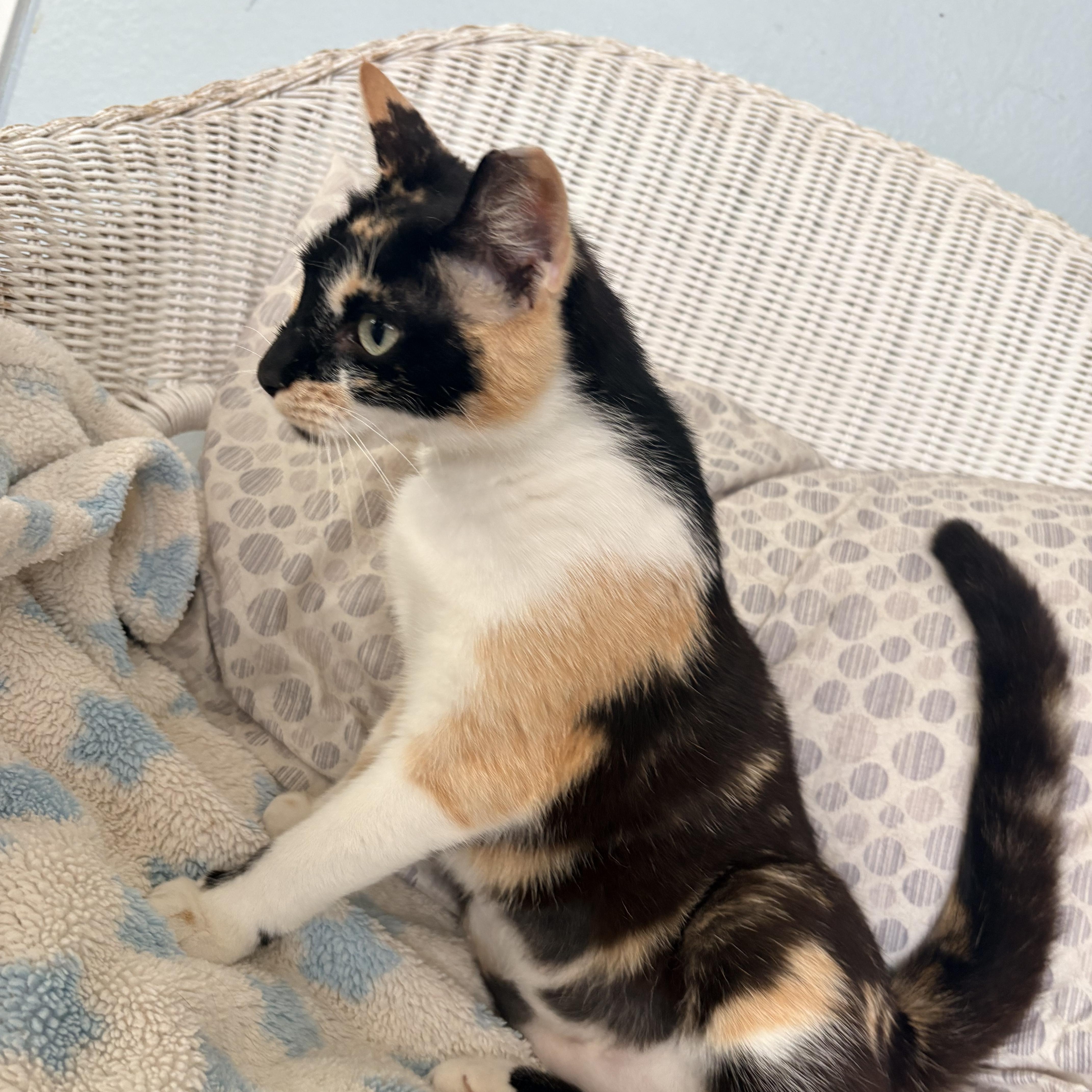 An adult medium-sized female Calico cat named Dulce for adoption in Hayward, CA