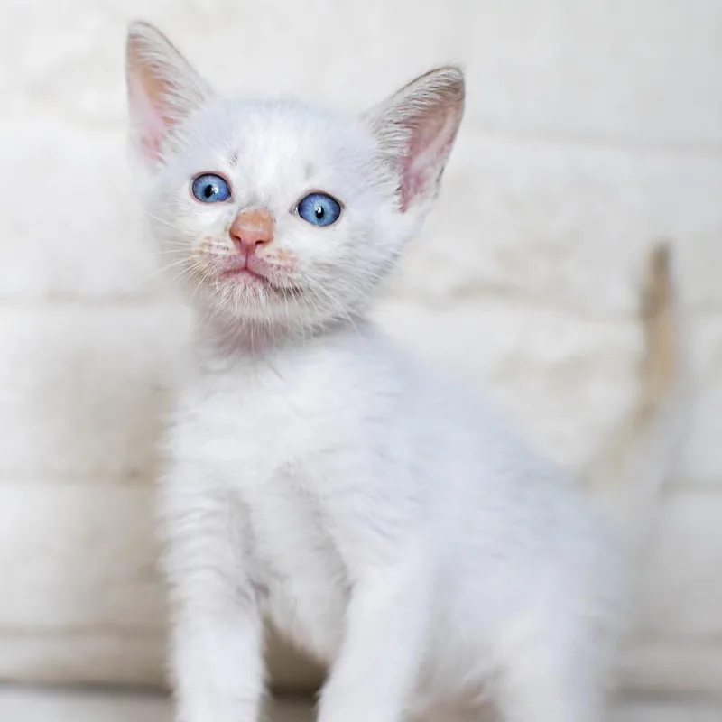 A baby small-sized male White Siamese cat named Peter for adoption in Parkland, FL