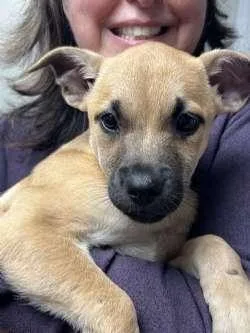 A baby large-sized female Bicolor Retriever dog named Lindy  Luna  for adoption in Sudbury, MA