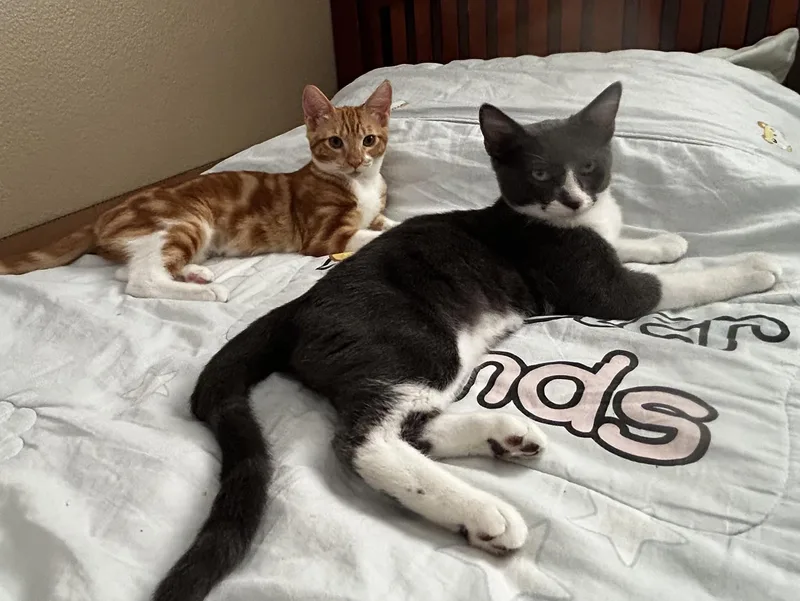 A baby small-sized male Gray & White American Shorthair cat named Ash and Sugar for adoption in Santa Monica, CA