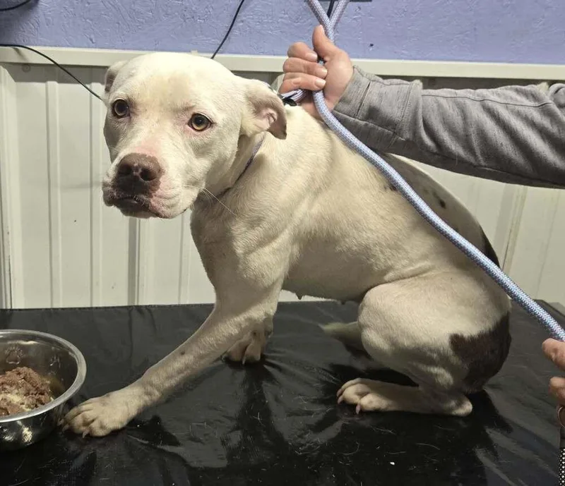 A young medium-sized female Pit Bull Terrier dog named Sina for adoption in Waverly, OH