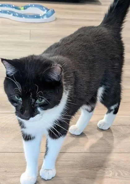 An adult medium-sized male Domestic Short Hair cat named Moo for adoption in Shawano, WI