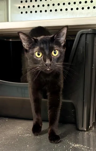 A young medium-sized female Domestic Short Hair cat named Panther for adoption in Kalamazoo, MI