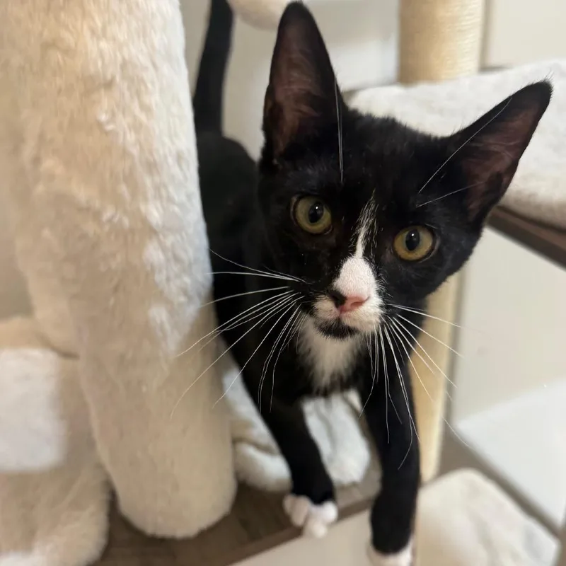 A baby small-sized female Black Domestic Short Hair cat named Tuesday for adoption in San Diego, CA
