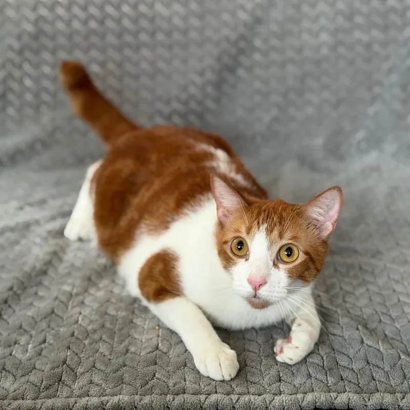 An adult medium-sized male Domestic Short Hair cat named Apollo for adoption in Wahiawa, HI