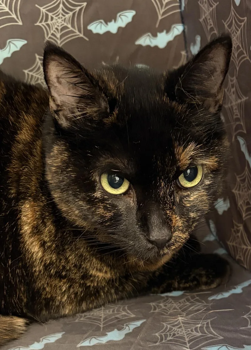 An adult medium-sized female Domestic Short Hair cat named Bay for adoption in Beacon, NY
