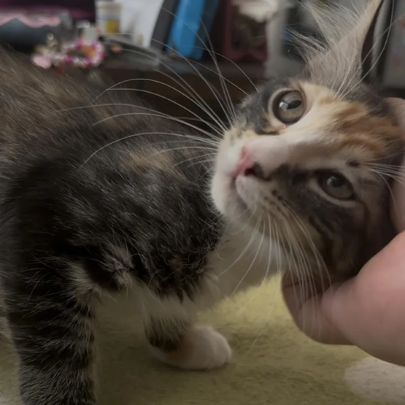 A baby small-sized female Calico Domestic Short Hair cat named Kimchi for adoption in Tempe, AZ