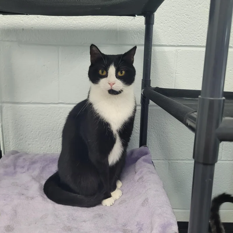 An adult medium-sized male Black & White / Tuxedo Domestic Short Hair cat named Domino for adoption in Morganton, NC