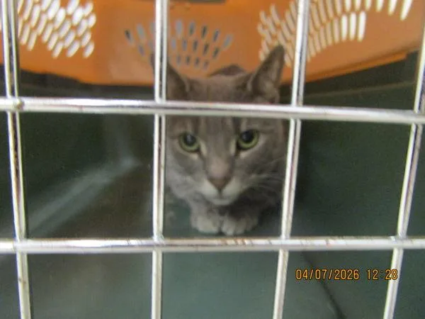 An adult medium-sized female Domestic Short Hair cat named Nala for adoption in Marietta, GA