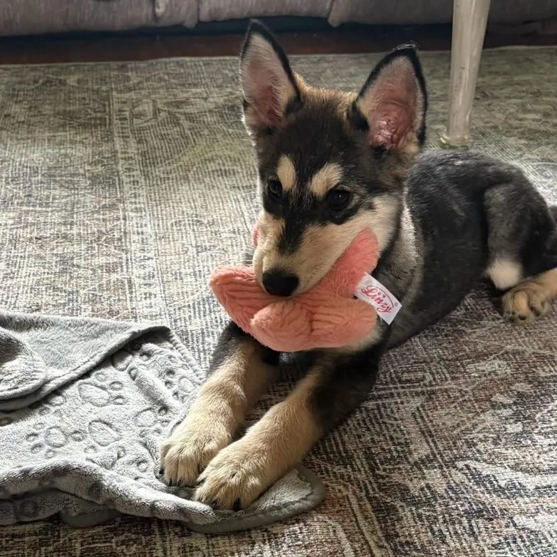 A baby medium-sized female German Shepherd Dog dog named Joan Jett for adoption in Philadelphia, PA